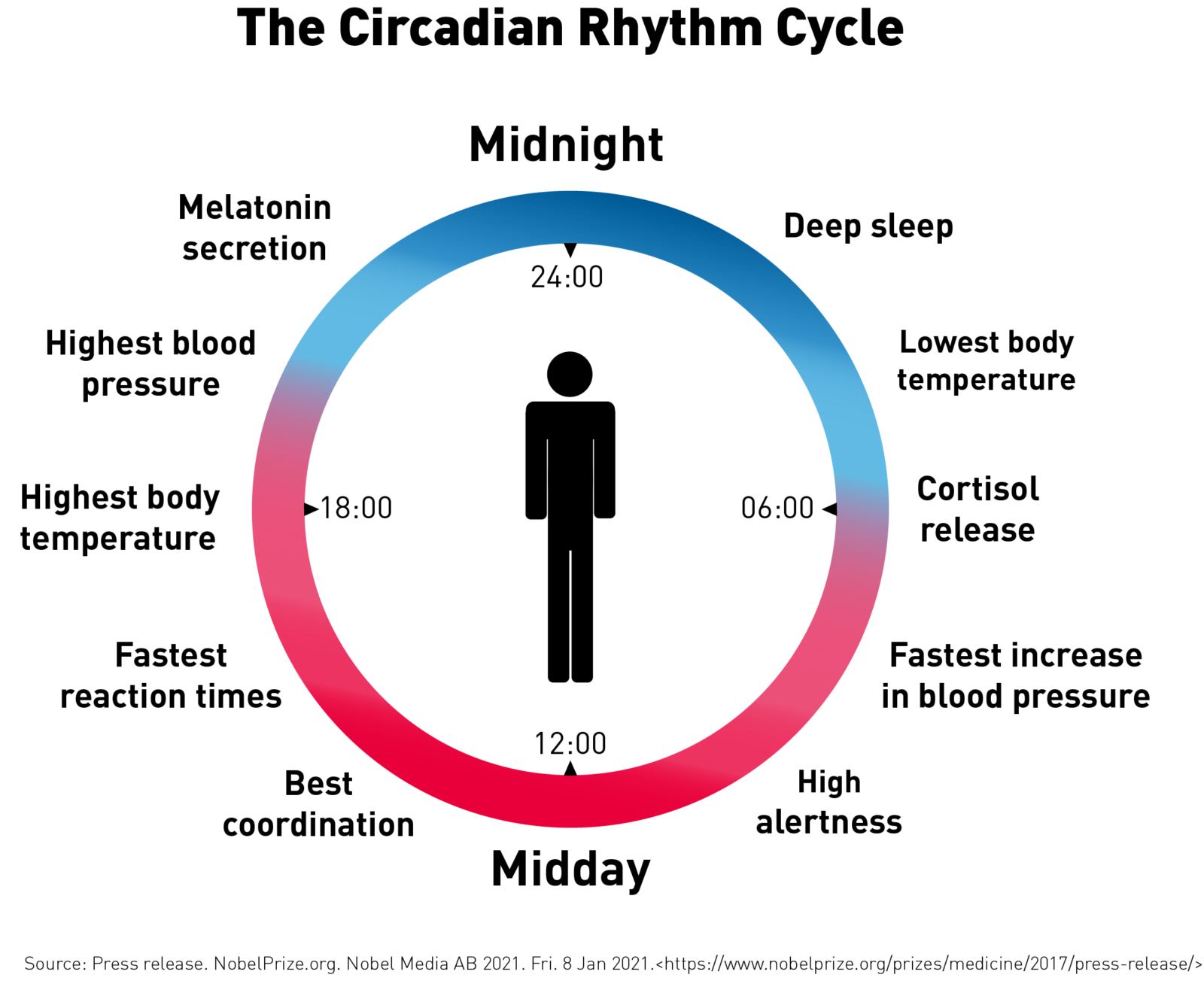 The Biological Clock Understanding The Circadian Rhythm 